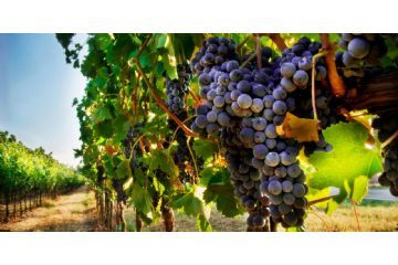 IN-VITE e AgriCAM: Tecnologie in Vigna contro il Cambiamento Climatico